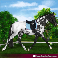Horse Color:Gray White Spotted Smoky Black Appaloosa 