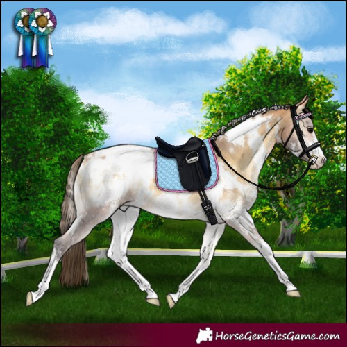 Horse Color:White Spotted Buckskin Onyx Sabino Appaloosa