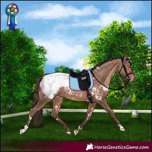 Horse Color:White Spotted Sable Champagne Appaloosa 