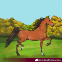 Horse Color:Bay 