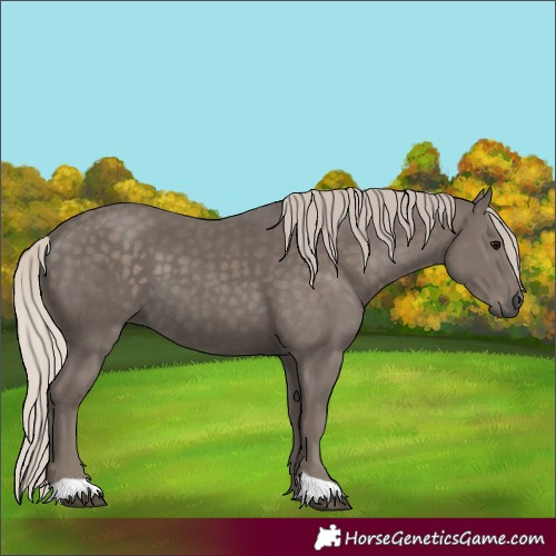 Horse Color:Silver Black