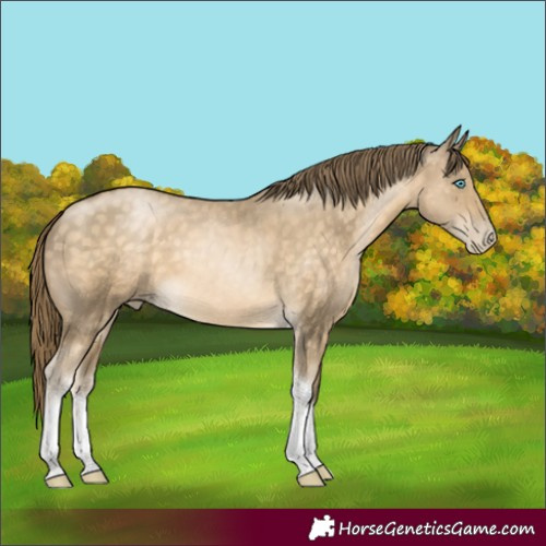 Horse Color:Buckskin Pearl Sabino Tobiano 