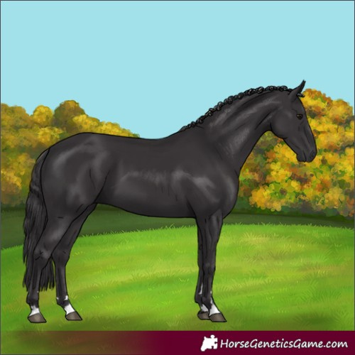Horse Color:Smoky Black