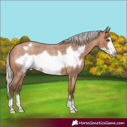 Horse Color:Silver Bay Roan Frame 