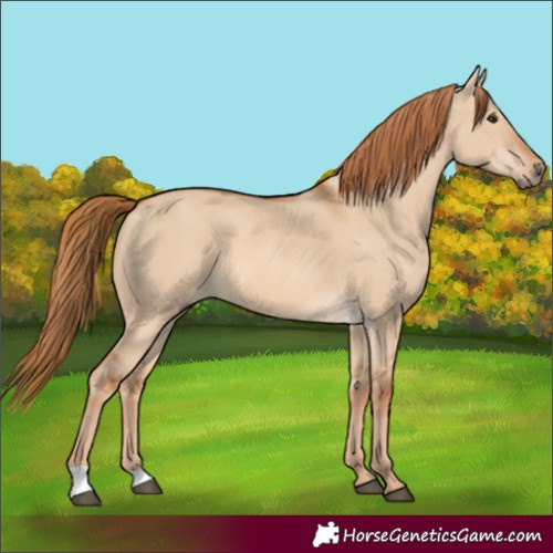 Horse Color:Red Dun 
