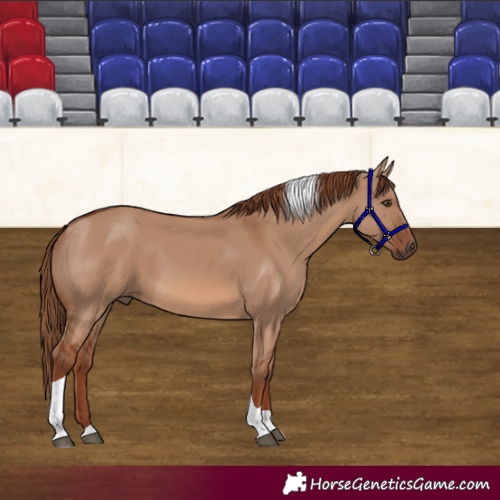 Horse Color:Red Dun Tobiano 