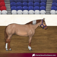 Horse Color:Red Dun Tobiano 