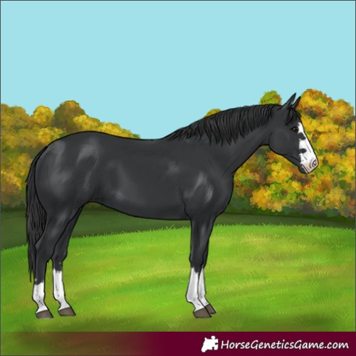 Horse Color:Black 