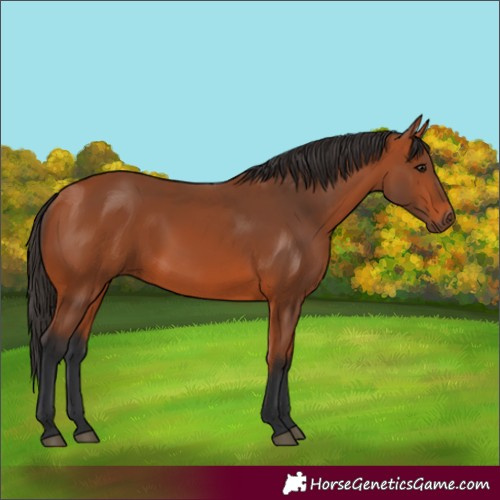 Horse Color:Unknown 