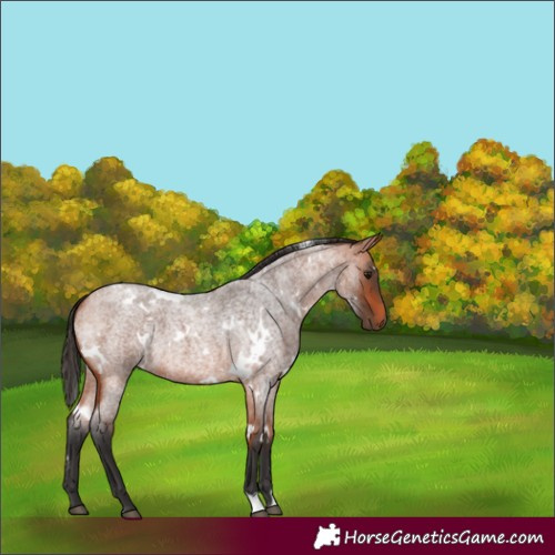 Horse Color:Unknown 