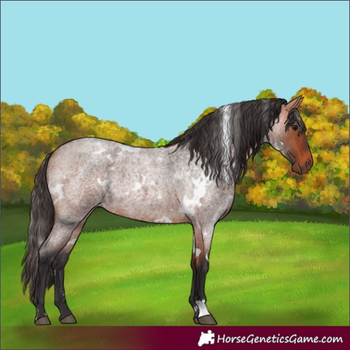 Horse Color:Unknown 