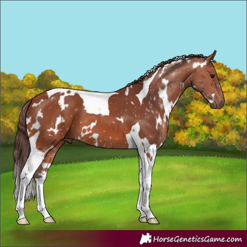 Horse Color:White Spotted Chocolate Bay Tobiano