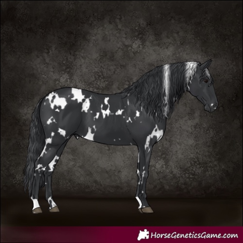 Horse Color:Unknown 