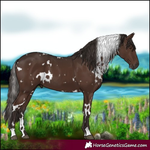 Horse Color:White Spotted Liver Chestnut