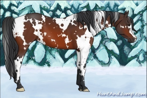 Horse Color:White Spotted Bay 