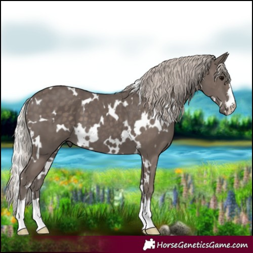 Horse Color:White Spotted Silver Black