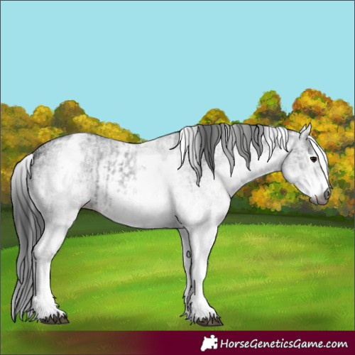 Horse Color:Gray White Spotted Black and Gray White Spotted Black