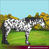 Horse Color:Black Near Leopard 