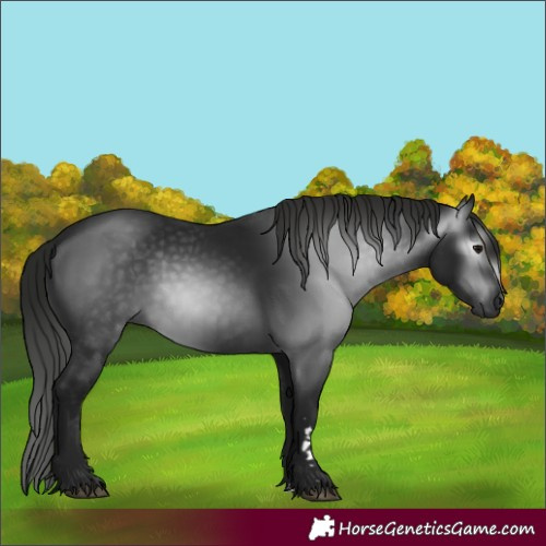 Horse Color:Gray Black 
