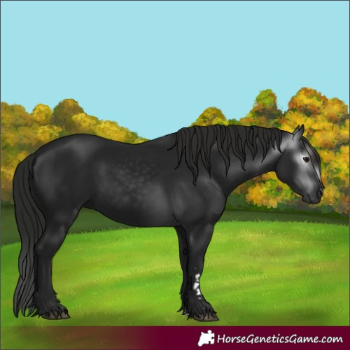 Horse Color:Gray Black
