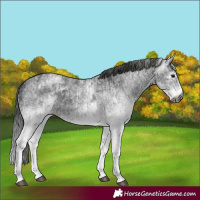 Horse Color:Gray White Spotted Black and Gray White Spotted Black