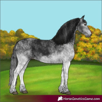 Horse Color:Gray White Spotted Black 
