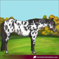 Horse Color:White Spotted Smoky Black Appaloosa Rabicano