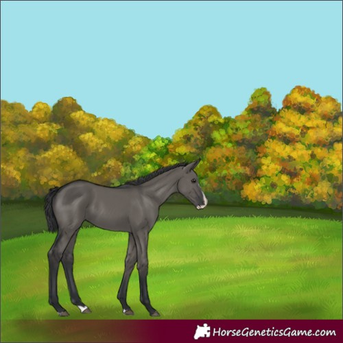 Horse Color:Grullo Splash 