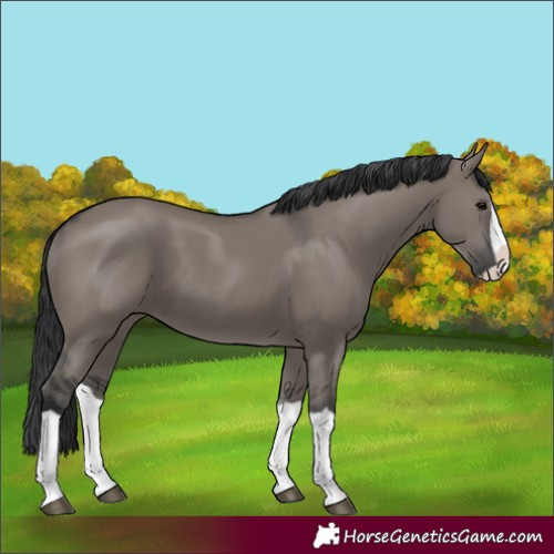 Horse Color:Grullo Splash 