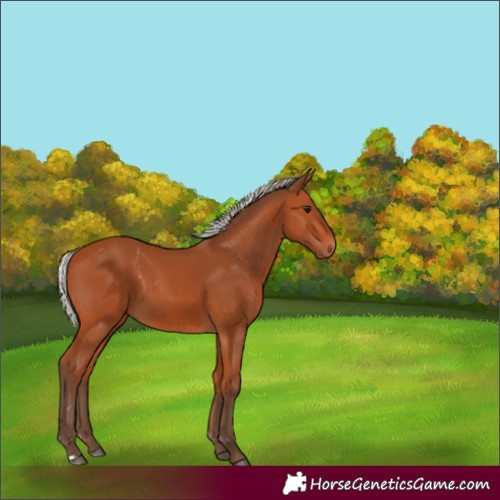 Horse Color:Silver Bay 