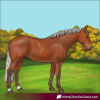 Horse Color:Silver Bay 