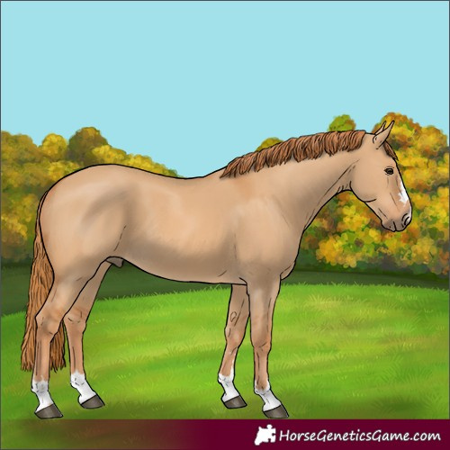 Horse Color:Unknown