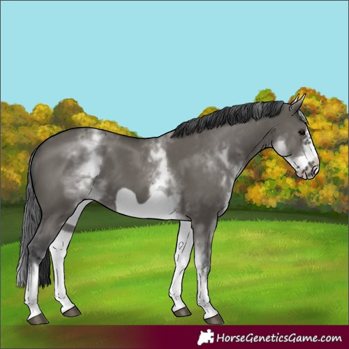 Horse Color:White Spotted Grullo Frame