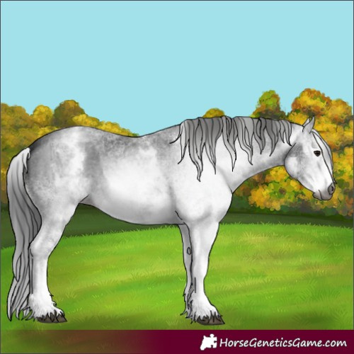 Horse Color:Gray White Spotted Black  and Gray White Spotted Black 