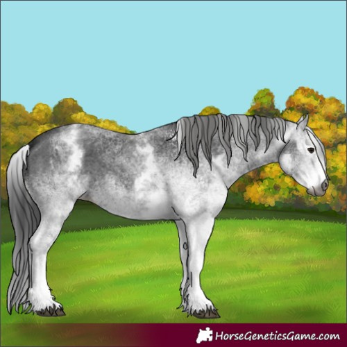Horse Color:Gray White Spotted Black  and Gray White Spotted Black 