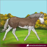 Horse Color:Gray Silver Grullo Splash 