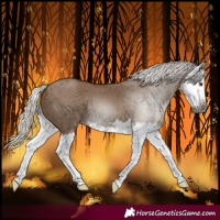 Horse Color:Gray Silver Grullo Splash