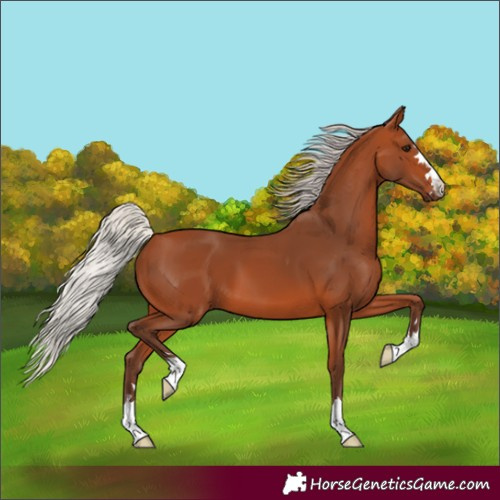 Horse Color:Silver Bay 