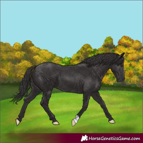 Horse Color:Smoky Black