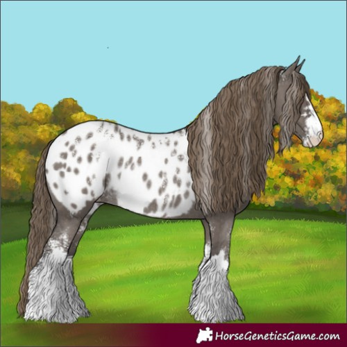 Horse Color:Powder White Smoky Grullo Appaloosa Rabicano 