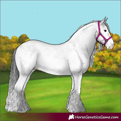 Horse Color:White Spotted Brown Sabino Rabicano 
