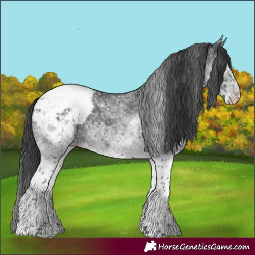Horse Color:White Spotted Black Appaloosa 