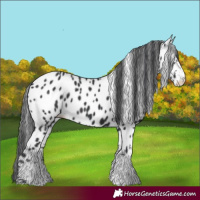 Horse Color:Black Sabino Near Leopard