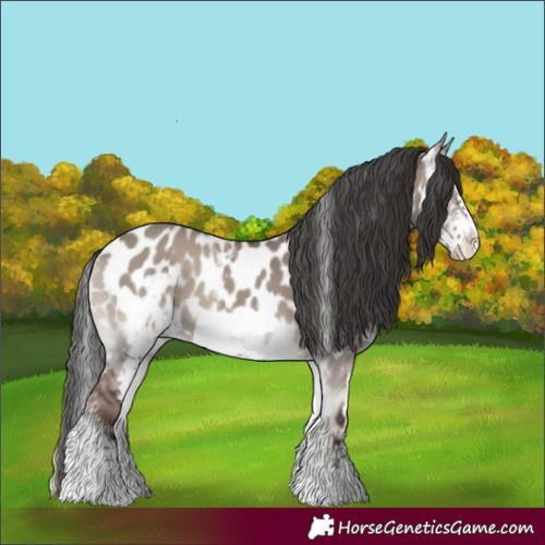 Horse Color:Grullo Onyx Sabino Frame Appaloosa 