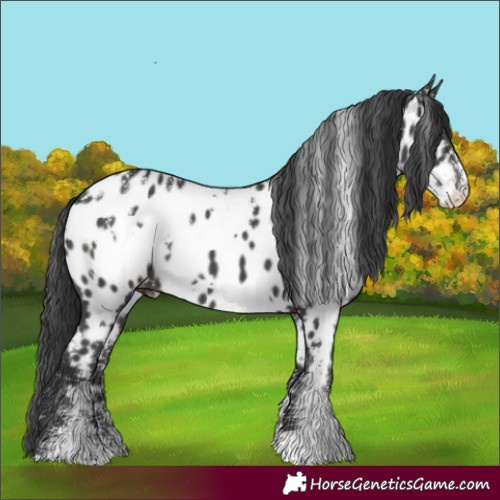 Horse Color:Powder White White Spotted Black Appaloosa 