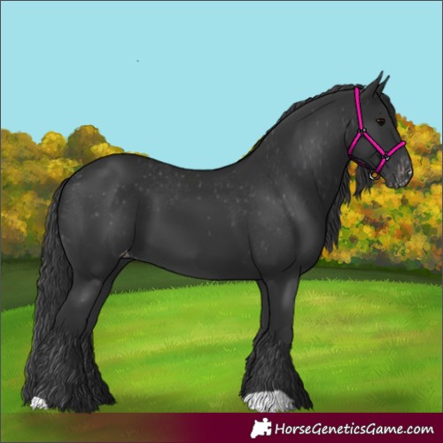 Horse Color:Black Appaloosa