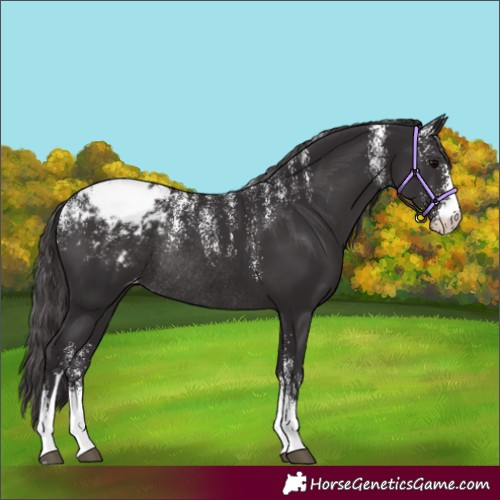 Horse Color:Powder White Smoky Black Sabino Appaloosa Rabicano 