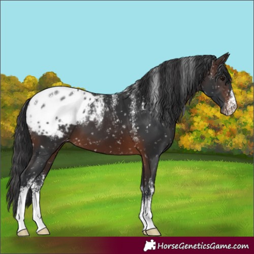 Horse Color:Powder White Brown Appaloosa