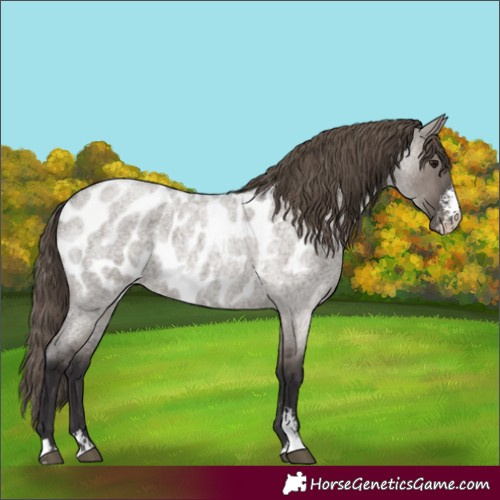 Horse Color:Smoky Grullo Roan Sabino Appaloosa
