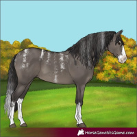 Horse Color:Powder White Smoky Grullo Splash 